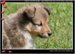 Welpen von Dino Marino De Casa Wolveson