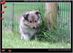 Welpen von Dino Marino De Casa Wolveson
