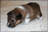 Welpen von Dino Marino De Casa Wolveson