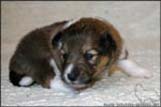 Welpen von Dino Marino De Casa Wolveson