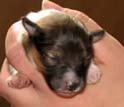 Welpen von Dino Marino De Casa Wolveson