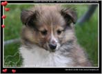 Welpen von Dino Marino De Casa Wolveson