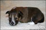 Welpen von Dino Marino De Casa Wolveson