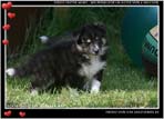 Welpen von Dino Marino De Casa Wolveson