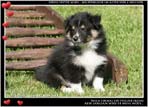 Welpen von Dino Marino De Casa Wolveson
