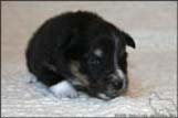 Welpen von Dino Marino De Casa Wolveson